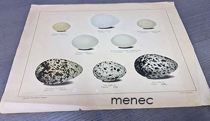 Sundman, Gösta - Suomen lintuin munia, planssi, pikku-uikku ym. 